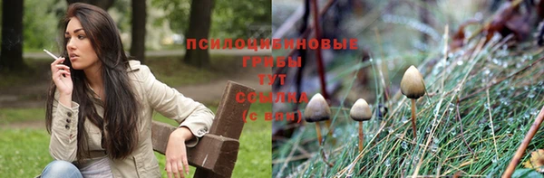 стаф Алзамай